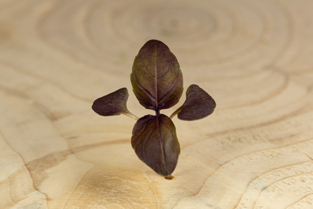 Bazalka červená Nejkvalitnější Microgreens mají Jedlé Klíčky-5499