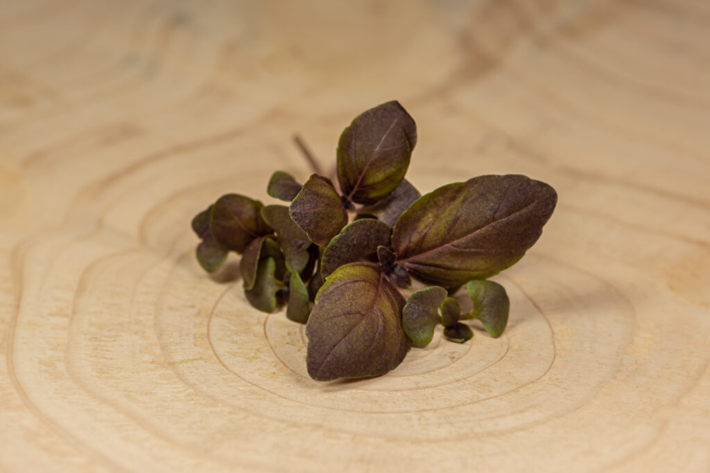 Bazalka červená Nejkvalitnější Microgreens mají Jedlé Klíčky-5697