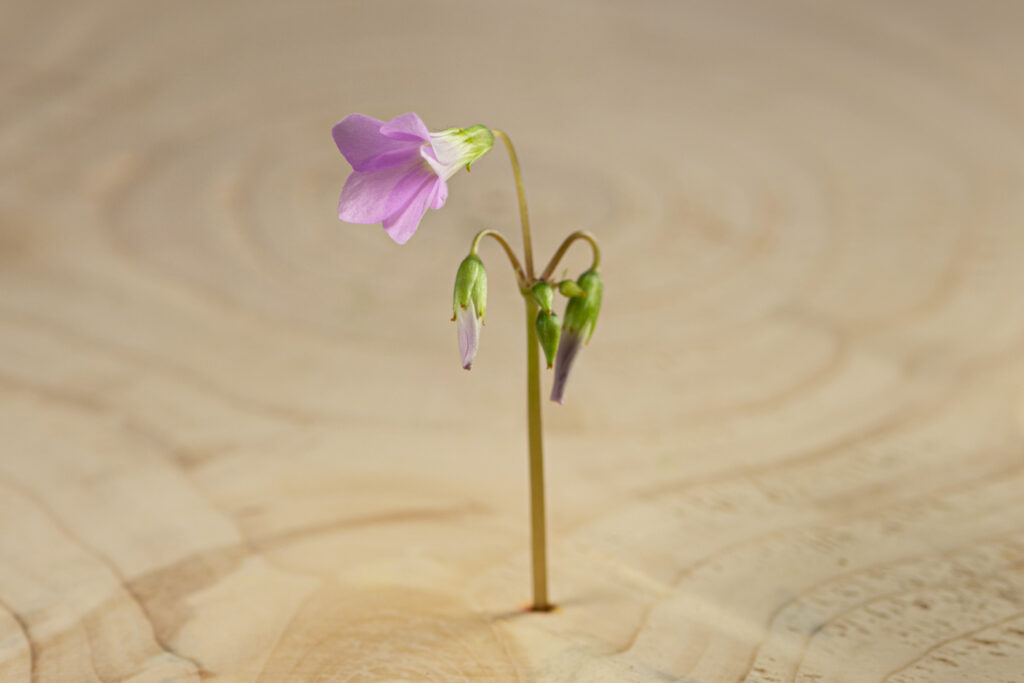 Oxalis fialový květ Květ Šťavelu je díky svému jedinečnému vzhledu a kyselé, pikantní chuti velmi dobrým doplňkem který pozvedne váš jídelníček a zapůsobí na vaše zákazníky.