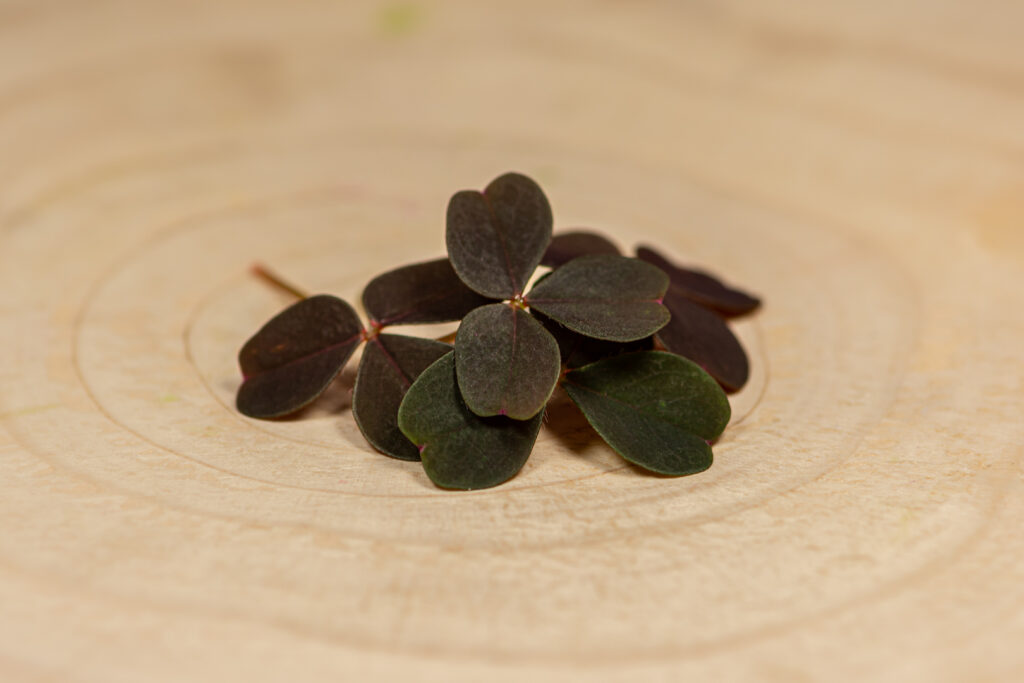 Oxalis burgundy Ať už jste restaurace, hotel, bistro nebo cateringová společnost, náš Šťavel Burgundy je jedinečně chutný a se svými tmavě červenými listy a štiplavým chuťovým profilem je perfektní, jak přidat do vašich pokrmů barvu a chuť.