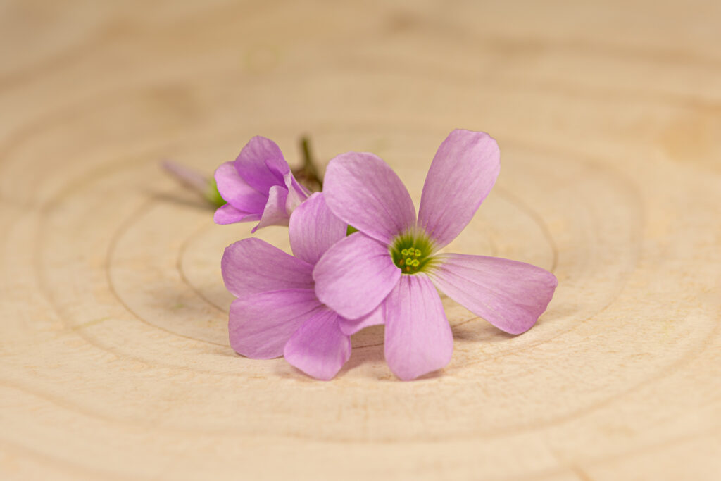 Oxalis fialový květ Květ Šťavelu je díky svému jedinečnému vzhledu a kyselé, pikantní chuti velmi dobrým doplňkem který pozvedne váš jídelníček a zapůsobí na vaše zákazníky.