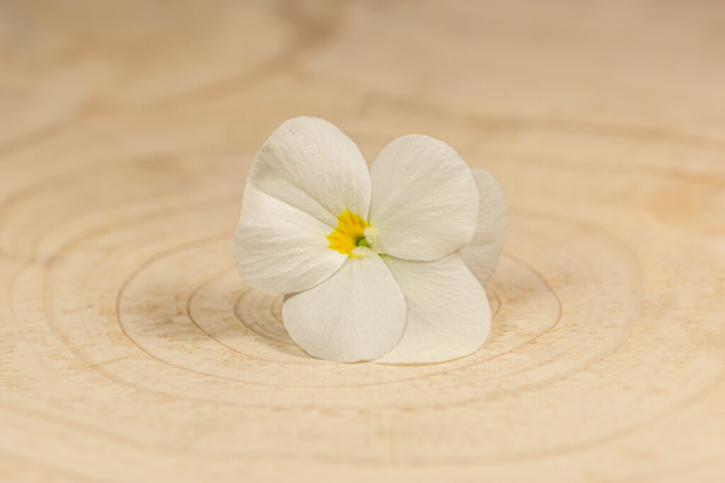 Violka žlutá Květy se dají konzumovat celé, včetně zeleného kalichu. Jsou velmi choulostivé na uskladnění. Přidat se mohou do jakéhokoliv jídla, neboť nejsou chuťově výrazné. Jejich krása je však naprosto extravagantní. Mohou se přidat na saláty, moučníky, pudinky nebo tvarohové krémy, chlebíčky či obložené mísy. Modré květy zkrášlí například dýňové koláče. Je možné je “zapékat” do pusinek.