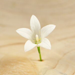 Zvonek bílý Květ zvonku je krásným a lahodným doplňkem každého pokrmu. Díky své bílé barvě a jemně nasládlé chuti na vaše zákazníky určitě zapůsobí a pozvedne vaši nabídku.