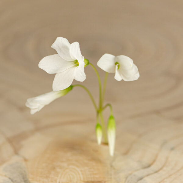 Oxalis bílý květ Květ Šťavelu je díky svému jedinečnému vzhledu a kyselé, pikantní chuti velmi dobrým doplňkem který pozvedne váš jídelníček a zapůsobí na vaše zákazníky.