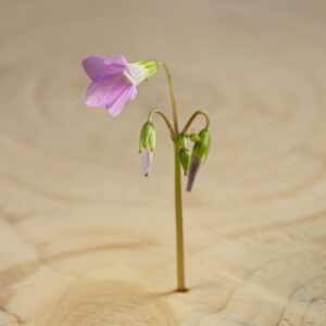 Oxalis fialový květ Květ Šťavelu je díky svému jedinečnému vzhledu a kyselé, pikantní chuti velmi dobrým doplňkem který pozvedne váš jídelníček a zapůsobí na vaše zákazníky.