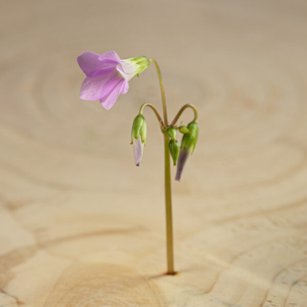 Oxalis fialový květ Květ Šťavelu je díky svému jedinečnému vzhledu a kyselé, pikantní chuti velmi dobrým doplňkem který pozvedne váš jídelníček a zapůsobí na vaše zákazníky.