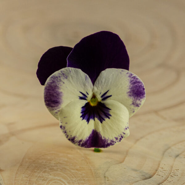 Violka bílá Květy violek se dají konzumovat celé, včetně zeleného kalichu. Jsou velmi choulostivé na uskladnění. Přidat se mohou do jakéhokoliv jídla, neboť nejsou chuťově výrazné. Jejich krása je však naprosto extravagantní. Mohou se přidat na saláty, moučníky, pudinky nebo tvarohové krémy, chlebíčky či obložené mísy. Modré květy zkrášlí vychladlé dýňové koláče. Je možné je “zapékat” do pusinek.