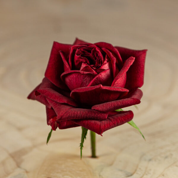 Růže Prezentace je v potravinářském průmyslu stejně důležitá jako chuť. Proto jsme nadšeni, že můžeme nabídnout květ růže, jedinečnou a jemnou přísadu, která dodá každému pokrmu nádech elegance. Díky své krásné estetice a jemné chuti, růže jistě zapůsobí na vaše hosty a pozvedne vaši nabídku.