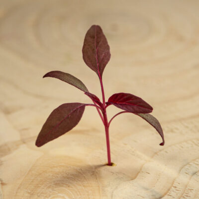 Laskavec / Amarant (30 g)