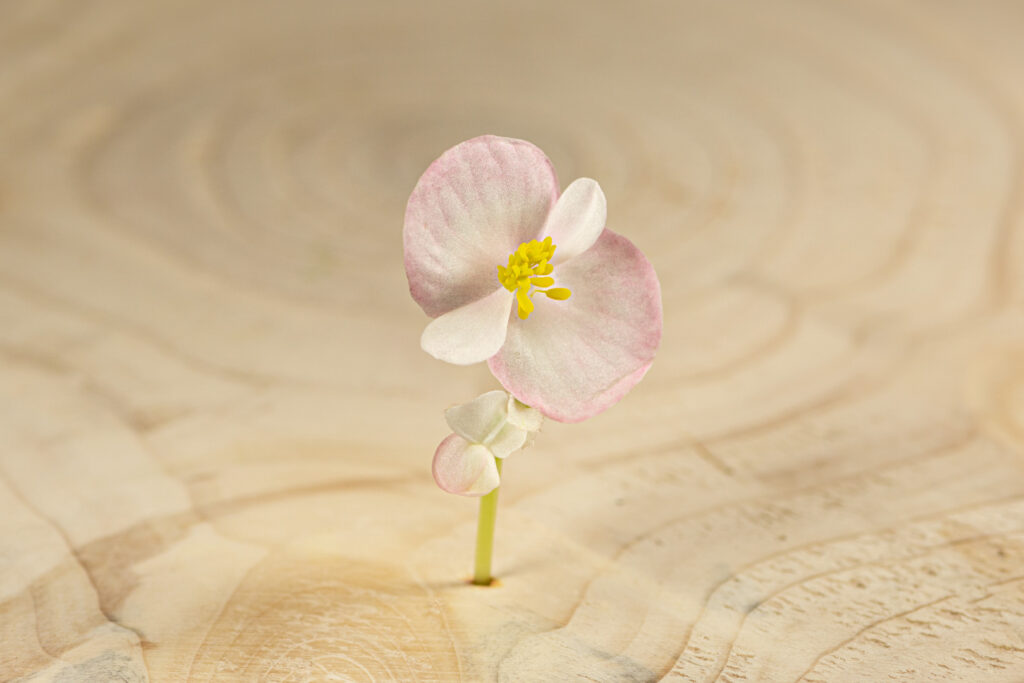 Begonie květ / Begonia Flower - Obrázek 5