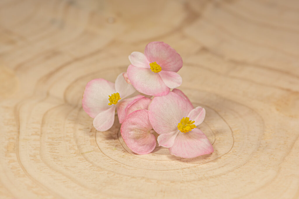 Begonie květ / Begonia Flower - Obrázek 6