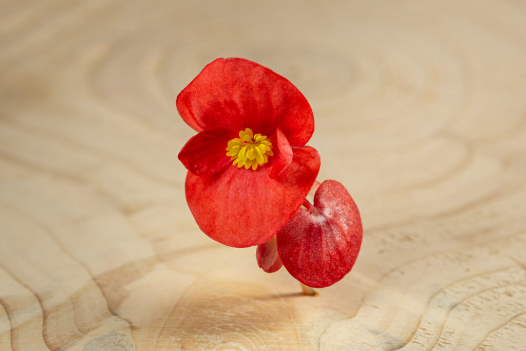 Begonie květ / Begonia Flower - Obrázek 3
