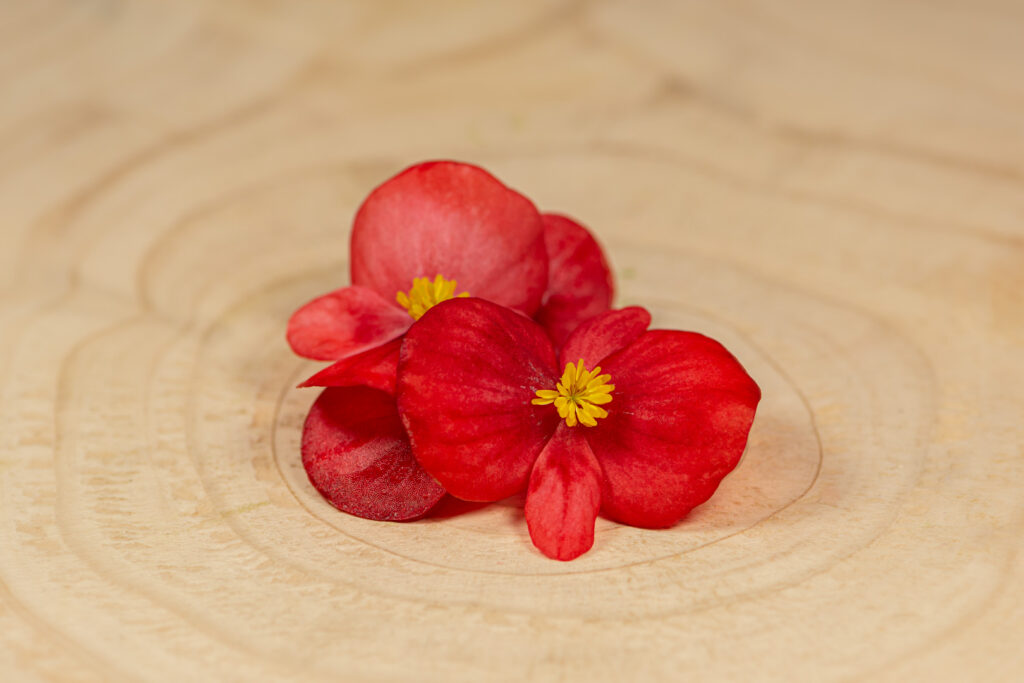 Begonie květ / Begonia Flower - Obrázek 4