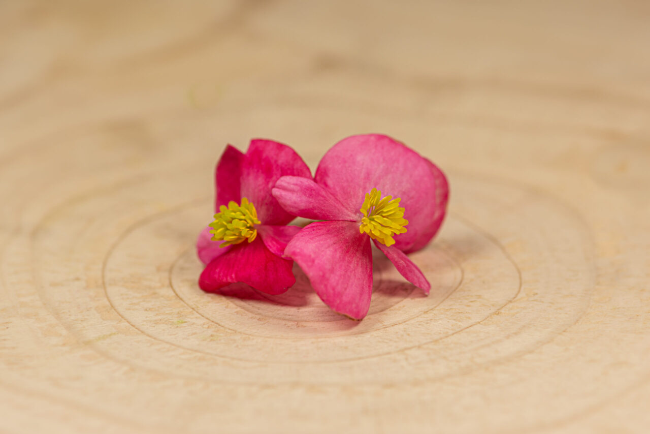 Begonie květ / Begonia Flower - Obrázek 2