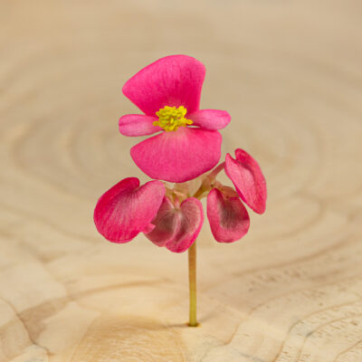 Begonie květ / Begonia Flower