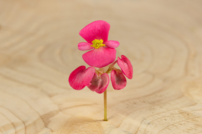 Begonie květ / Begonia Flower