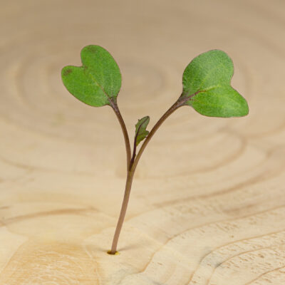 Zelí červené / Cabbage Red (35 g)