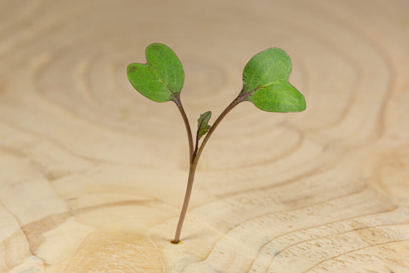Zelí červené / Cabbage Red (35 g)