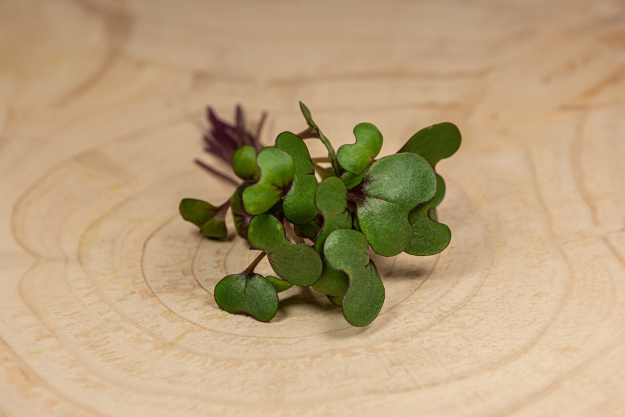 Zelí červené / Cabbage Red (35 g) - Obrázek 2