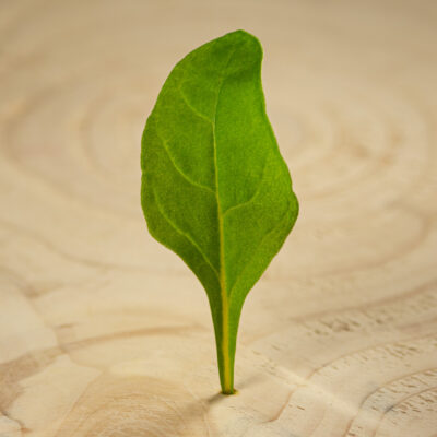 Mangold žlutý list / Chard Yellow Leaves (25 g)