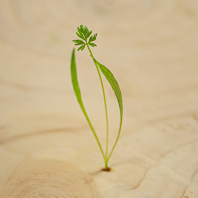 Mrkev / Carrot (20 g)