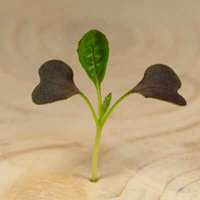 Pak Choi červený / Pak Choi Red (45 g)