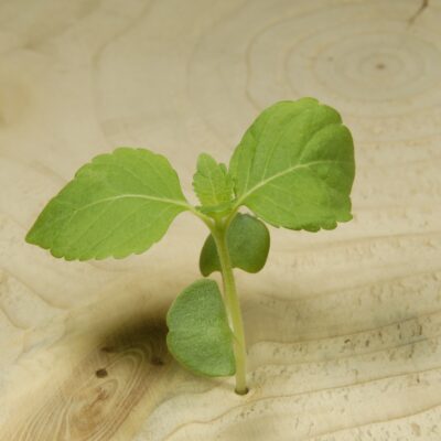 Perila zelená / Shiso Green (20 g)