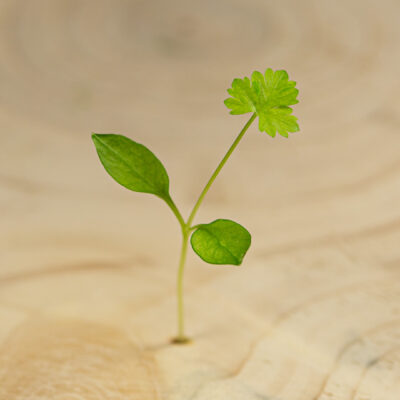 Petrželka / Parsley (20 g)