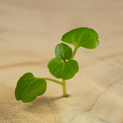 Potočnice / Watercress - Nasturtium (25 g)