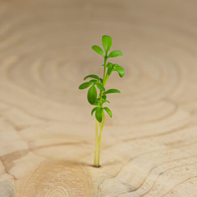 Řeřicha / Cress (40 g)