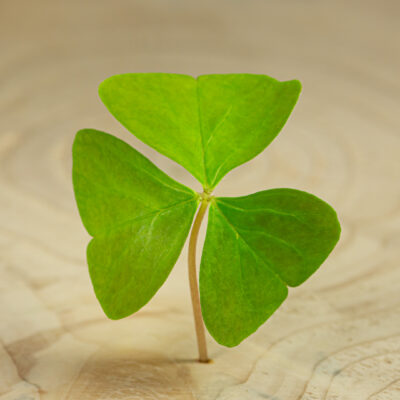 Šťavel trojhranný zelený / Oxalis Triangularis Green (25 ks)