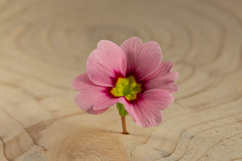 Primulka květ / Primula Flower (25 ks) - Obrázek 7