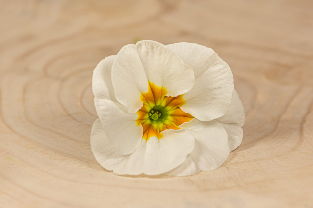 Primulka květ / Primula Flower (25 ks) - Obrázek 10