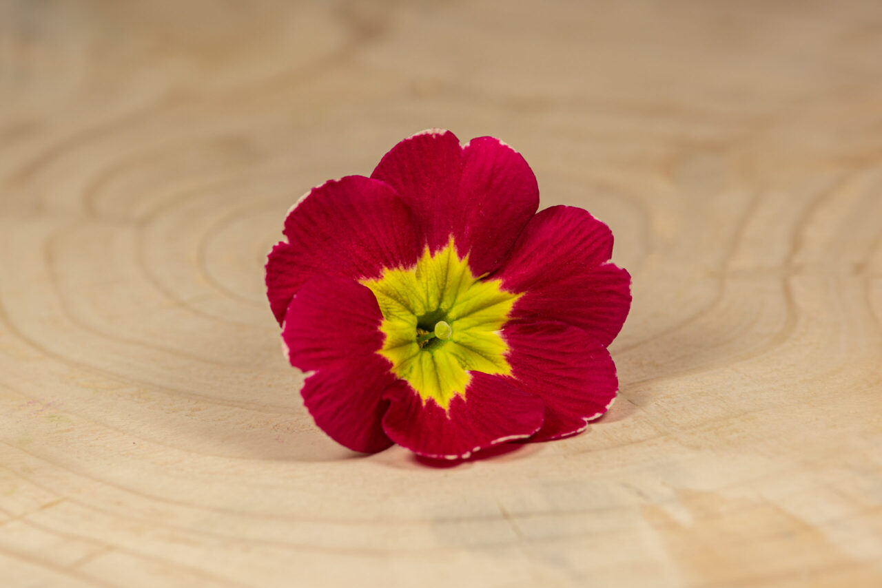 Primulka květ / Primula Flower (25 ks) - Obrázek 6