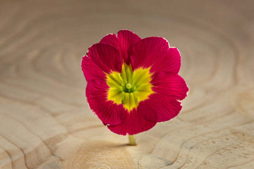 Primulka květ / Primula Flower (25 ks) - Obrázek 5