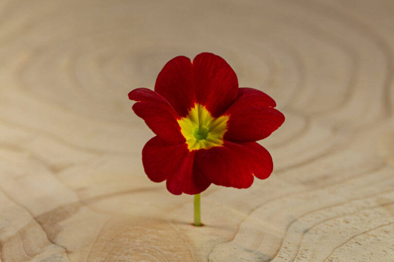 Primulka květ / Primula Flower (25 ks) - Obrázek 12