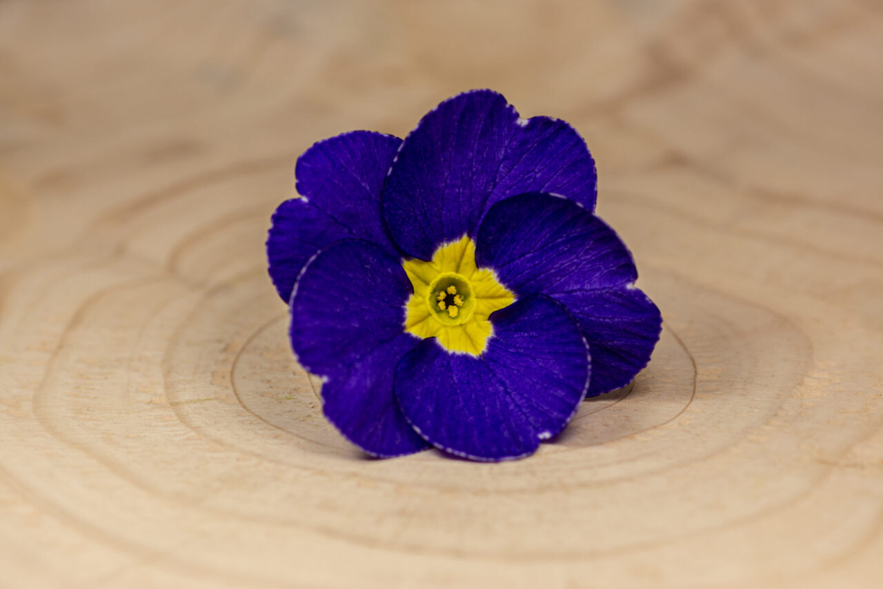 Primulka květ / Primula Flower (25 ks) - Obrázek 4