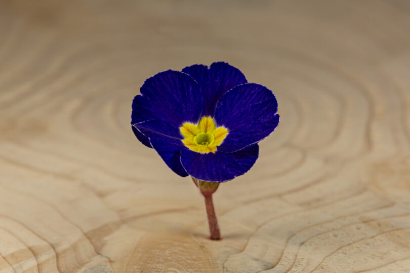 Primulka květ / Primula Flower (25 ks) - Obrázek 3