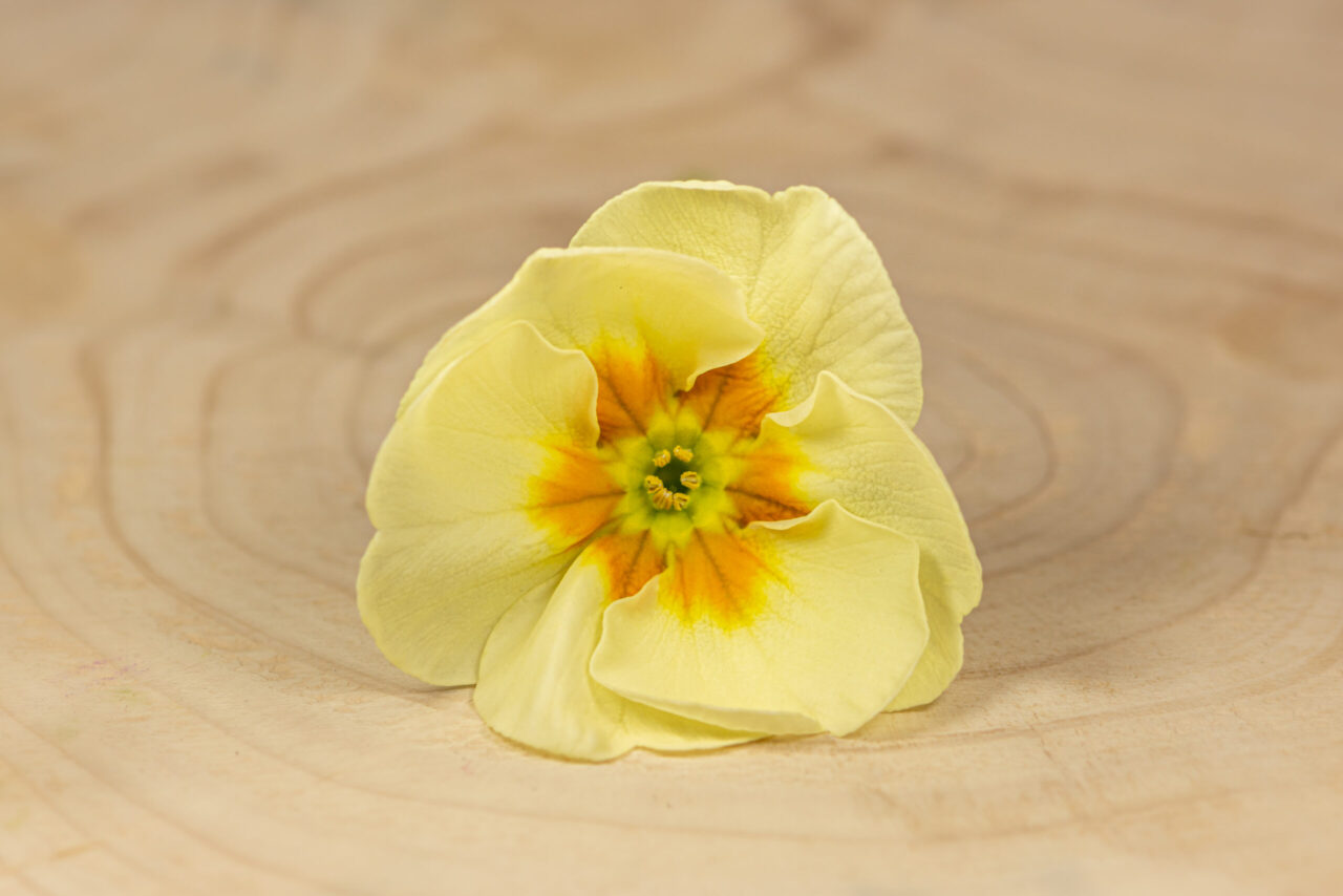 Primulka květ / Primula Flower (25 ks) - Obrázek 9