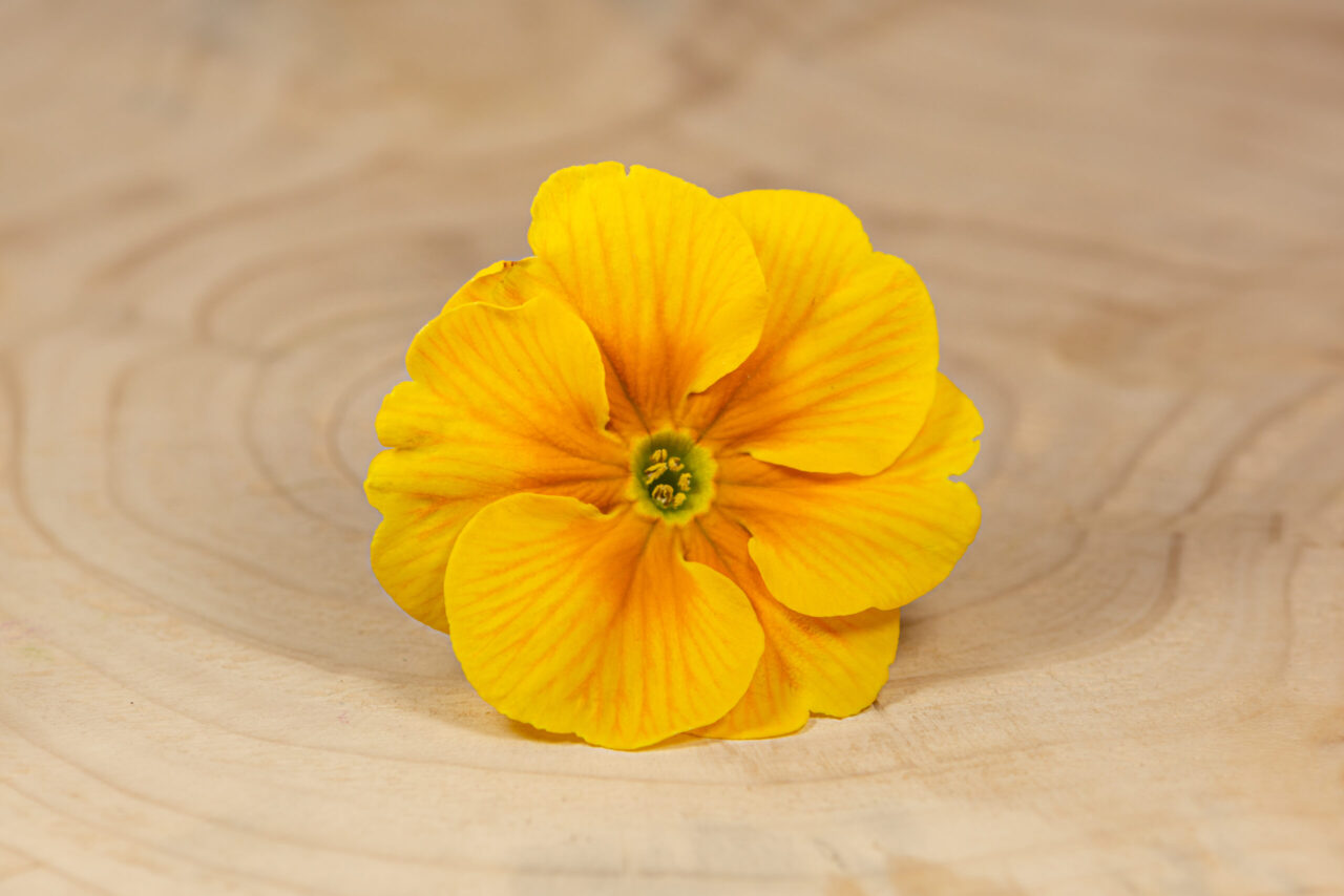 Primulka květ / Primula Flower (25 ks) - Obrázek 8