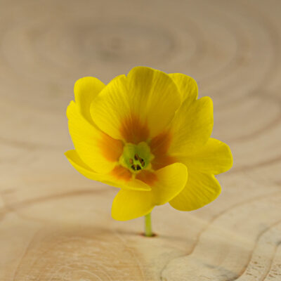 Primulka květ / Primula Flower (25 ks)