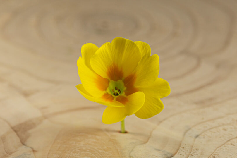 Primulka květ / Primula Flower (25 ks)