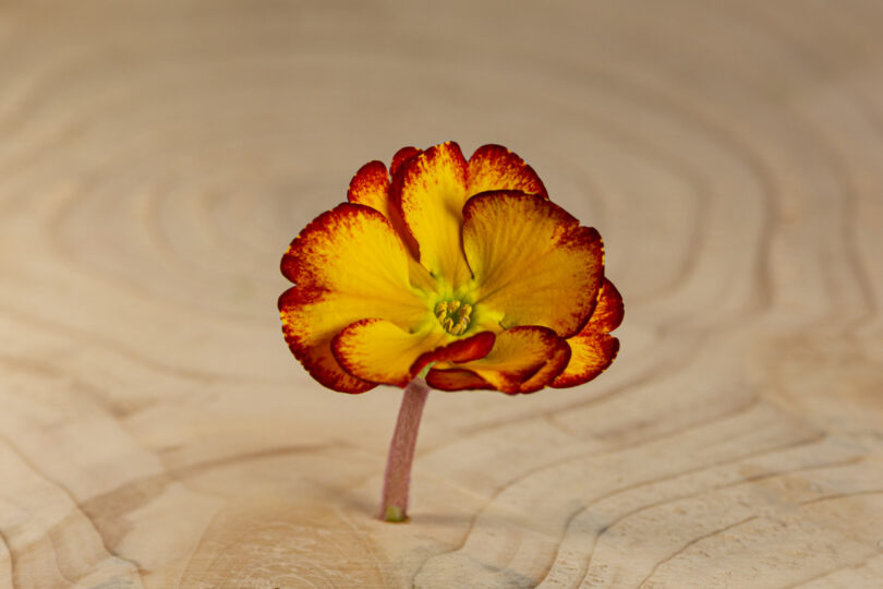 Primulka květ / Primula Flower (25 ks) - Obrázek 11