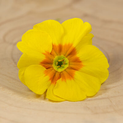 Primulka květ žutá