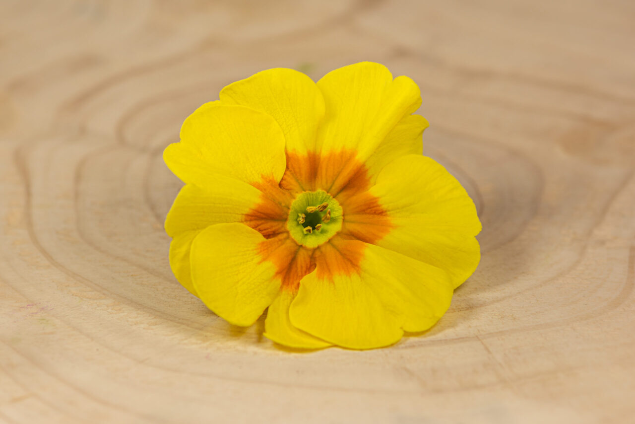 Primulka květ / Primula Flower (25 ks) - Obrázek 2