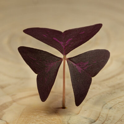 Šťavel trojhranný fialový / Oxalis Triangularis Purple (25 ks)