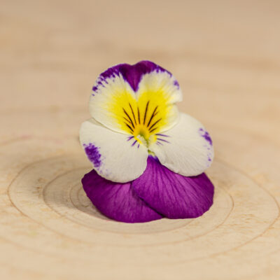 Violka květ / Violet Flower