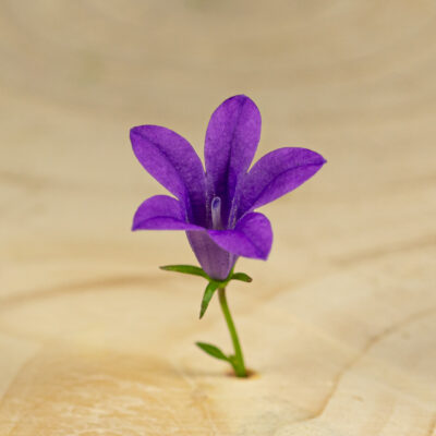 Zvonek fialový květ / Campanula Carpatika Purple
