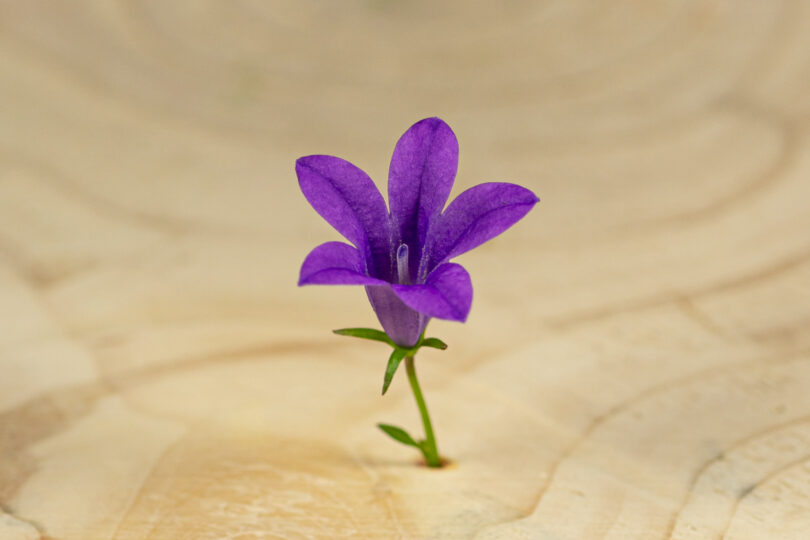 Zvonek fialový květ / Campanula Carpatika Purple